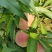 沂蒙冬桃