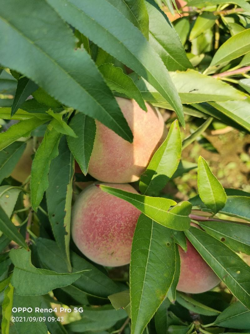 沂蒙冬桃
