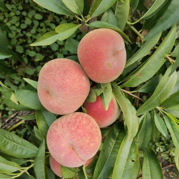 沂蒙冬桃