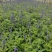 蓝花鼠尾草高度40公分，昆明苗木基地批发价格