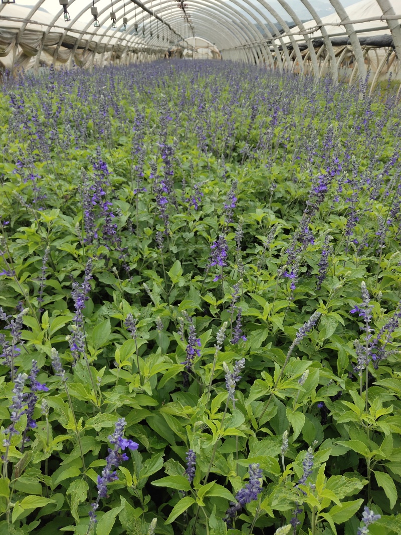 蓝花鼠尾草高度40公分，昆明苗木基地批发价格