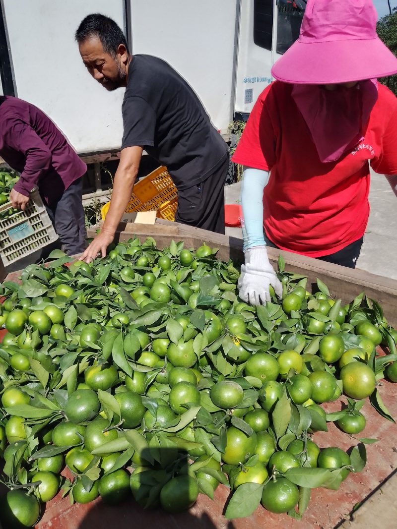 常德蜜橘特早蜜橘大芬4号蜜橘产地直发大量供货代发全国