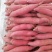 秦薯五号板栗薯，甘，绵，甜，全国代发，保质保量