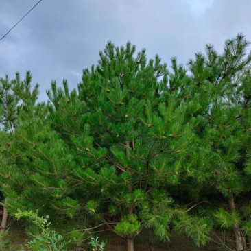 油松4米5米6米7米8米，，，，，，，，，，，，，，