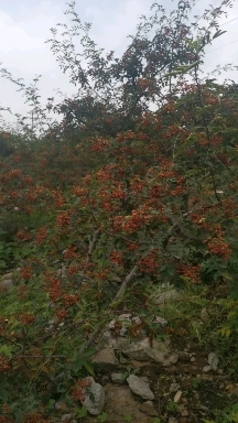 【荐】韩城大红袍花椒颗粒大味道香麻产地新货一手货源量大