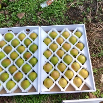 精品南果梨