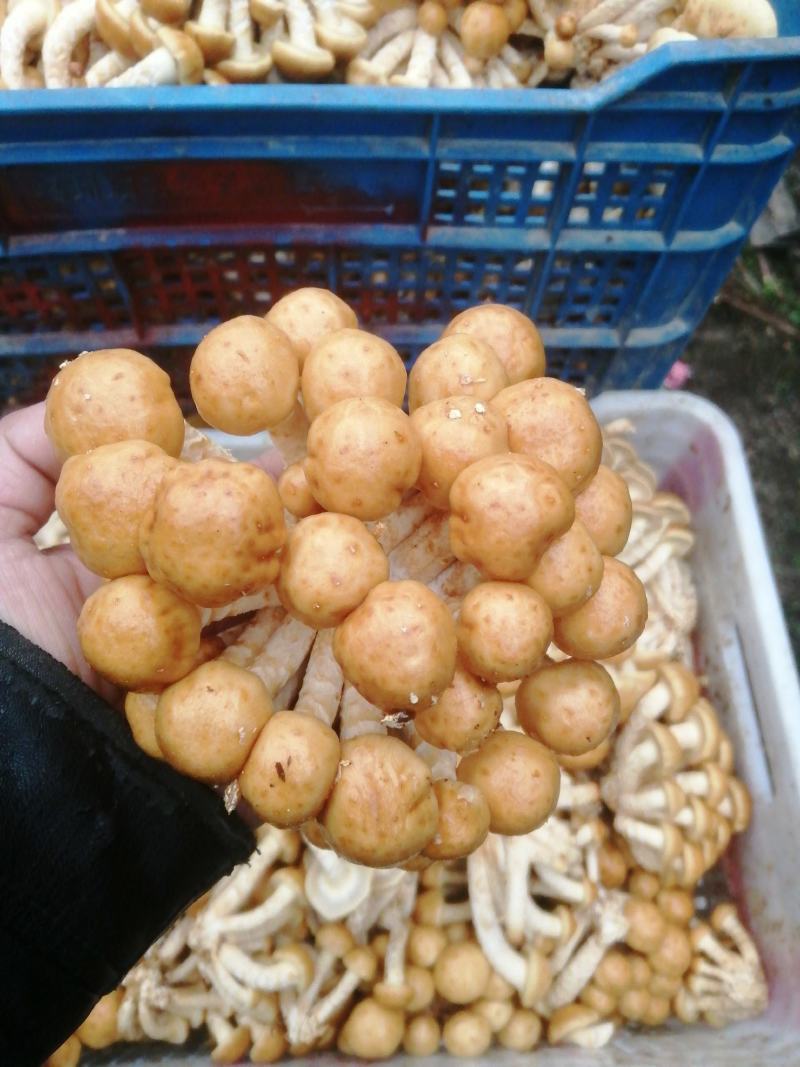 选躲滑子菇福建古田食用菌批发市场批发滑子菇，专卖更专业。