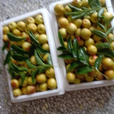 中国陕西大荔优质冬枣之乡，大荔冬枣生产基地