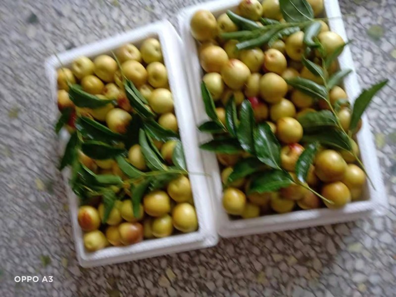 中国陕西大荔优质冬枣之乡，大荔冬枣生产基地