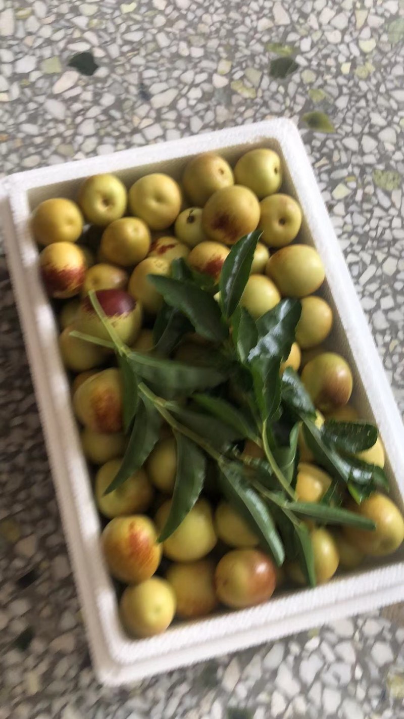 中国陕西大荔优质冬枣之乡，大荔冬枣生产基地