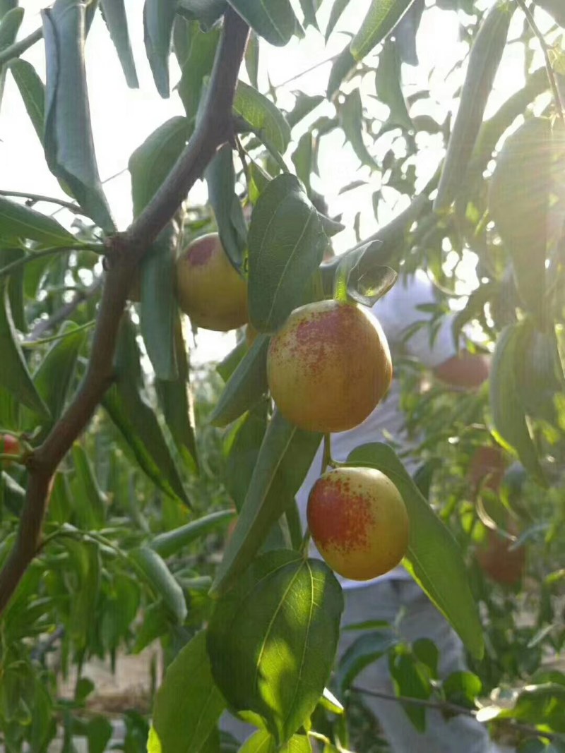 中国陕西大荔优质冬枣之乡，大荔冬枣生产基地