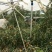 中国陕西大荔优质冬枣之乡，大荔冬枣生产基地