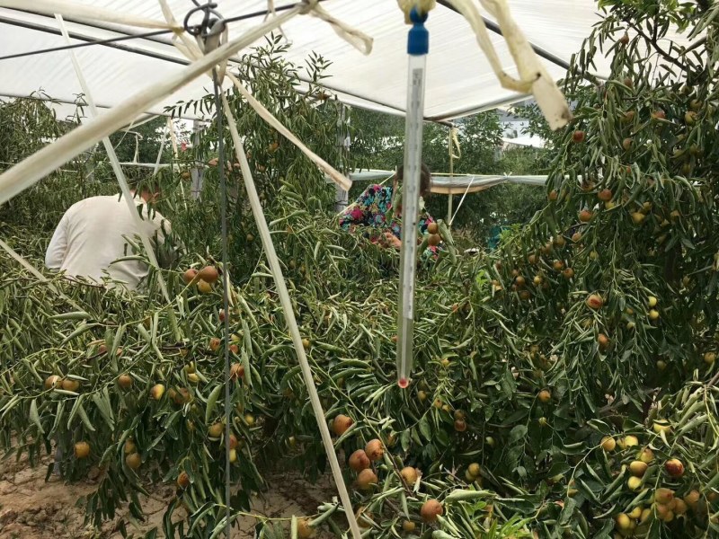 中国陕西大荔优质冬枣之乡，大荔冬枣生产基地