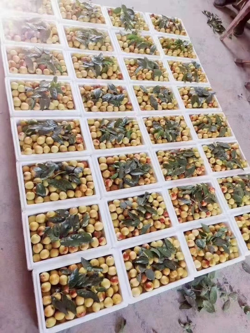中国陕西大荔优质冬枣之乡，大荔冬枣生产基地