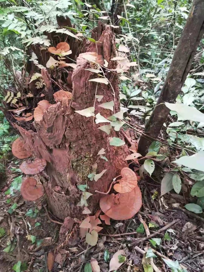 纯野生枫树灵芝