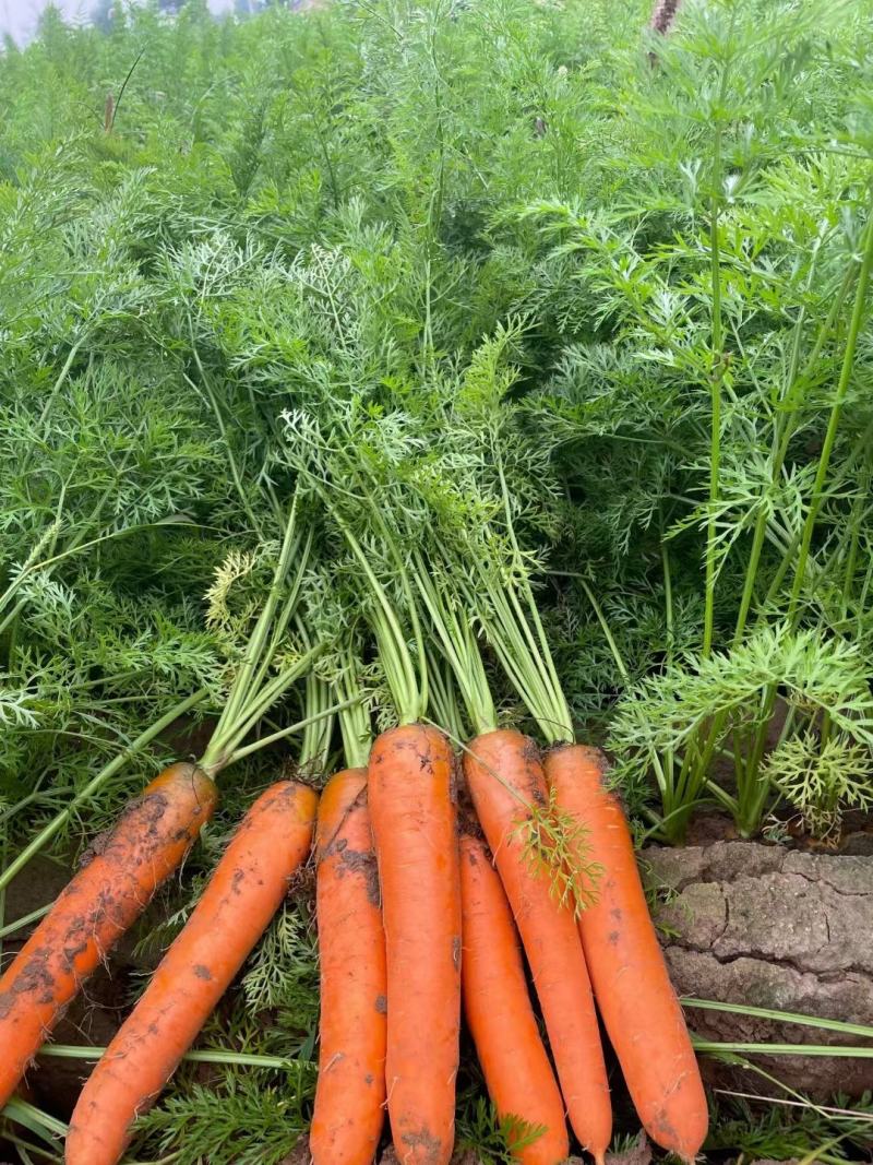 精品土货胡萝卜，电商加工厂，市场，专业加工，代办代发