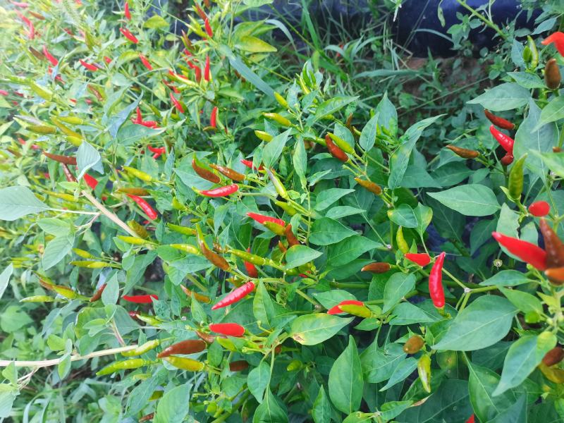 贵州新52小米椒，大量供应，基地直销，需要的老板快联系。