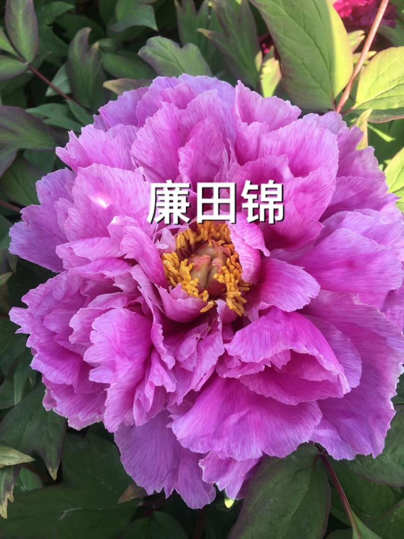 观赏牡丹苗一年嫁接苗千层大花朵30种花色可选。