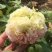 观赏牡丹苗一年嫁接苗千层大花朵30种花色可选。