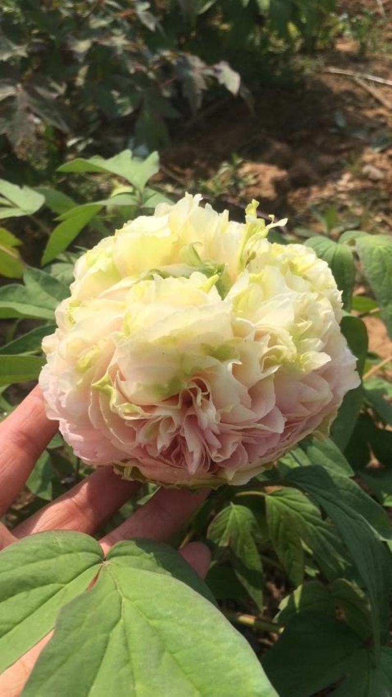 观赏牡丹苗一年嫁接苗千层大花朵30种花色可选。