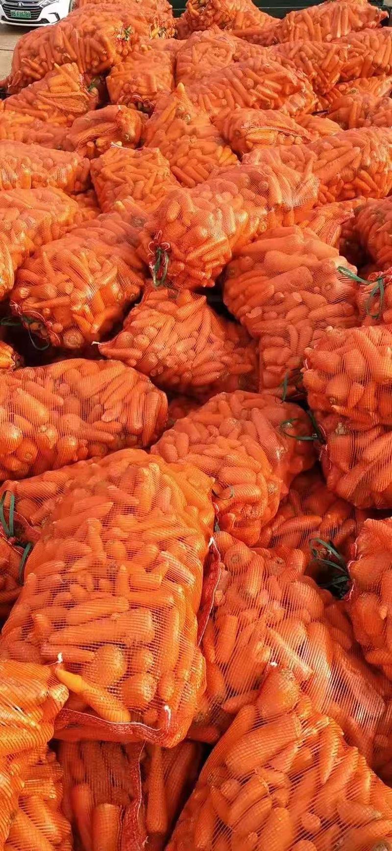 次品胡萝卜，养殖用胡萝卜，加工厂用，全年养殖便宜蔬菜
