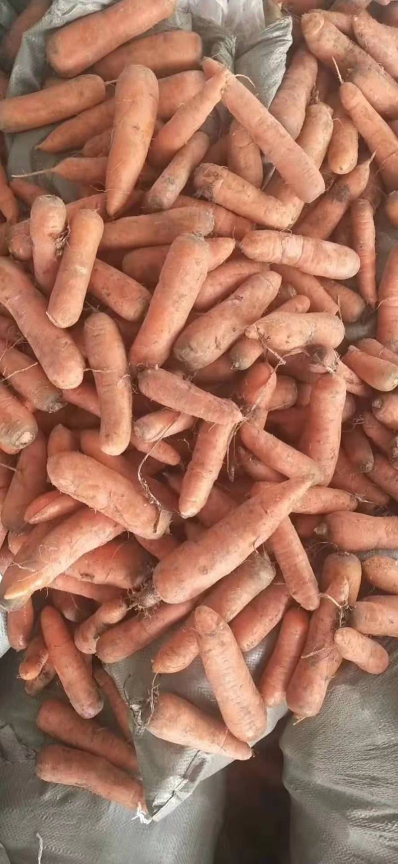 次品胡萝卜，养殖用胡萝卜，加工厂用，全年养殖便宜蔬菜