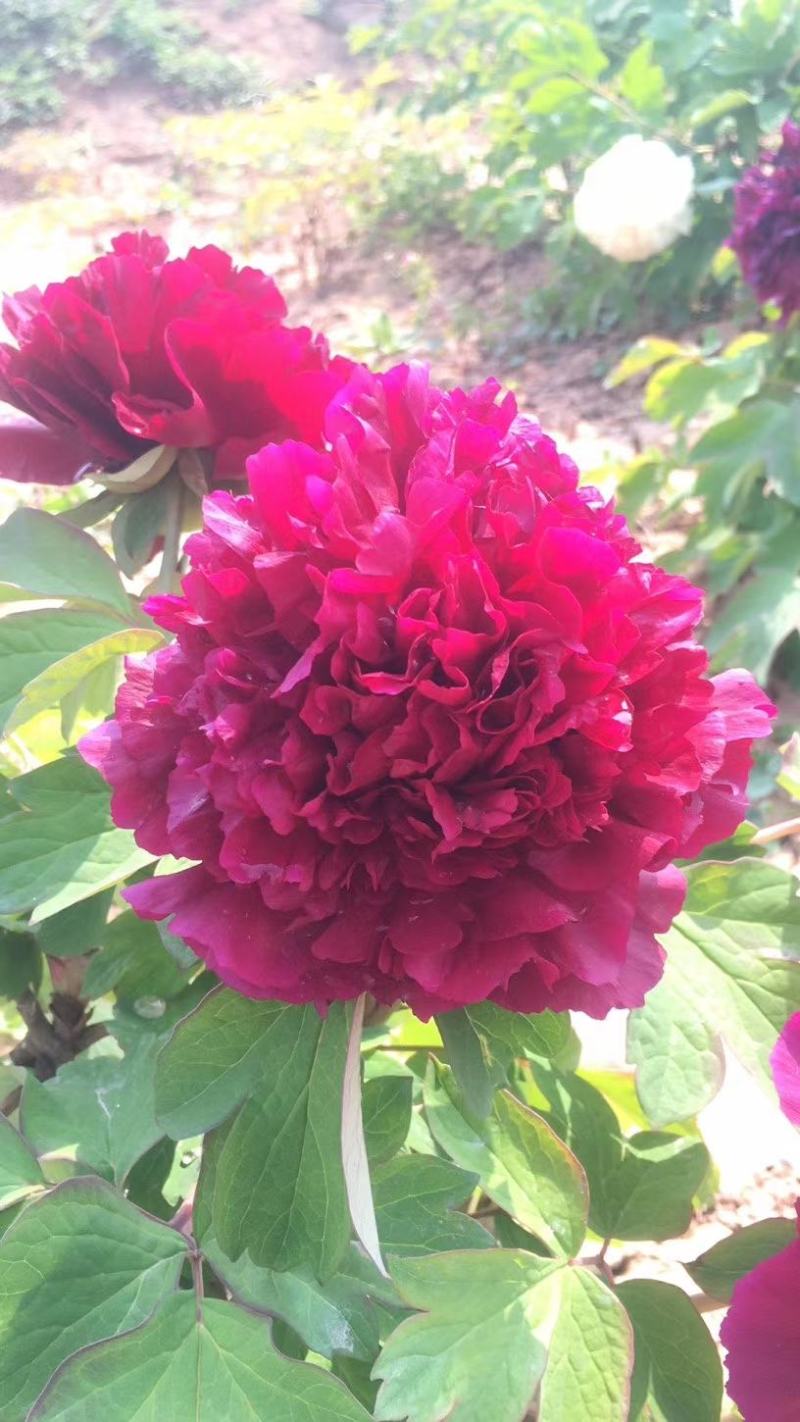 观赏牡丹苗一年嫁接苗千层大花朵30种花色可选。