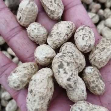 优质精品小白沙鲜花生，湿花生小果型，电商，市场，加工量大