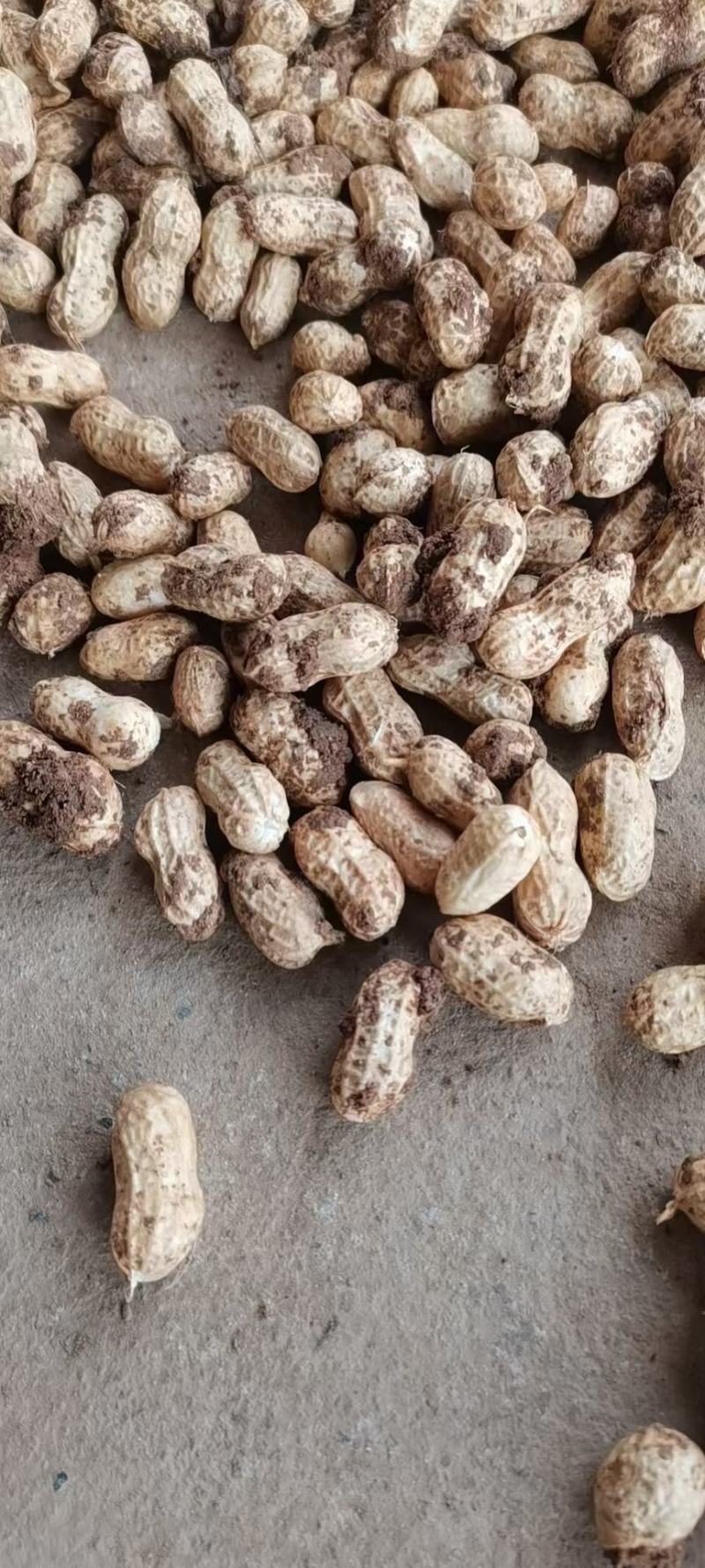 优质精品小白沙鲜花生，湿花生小果型，电商，市场，加工量大