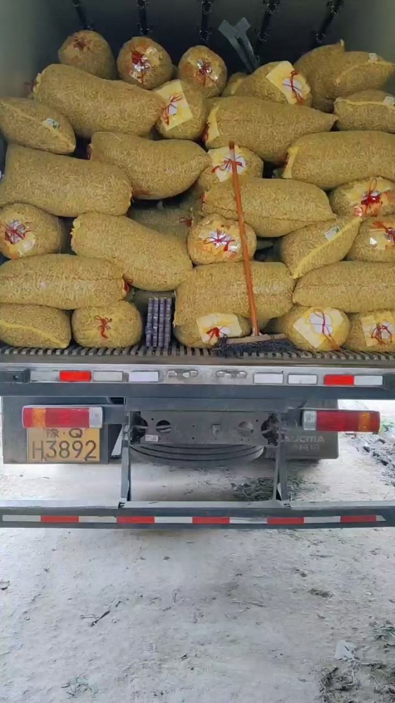 优质精品小白沙鲜花生，湿花生小果型，电商，市场，加工量大