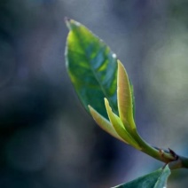 普洱茶