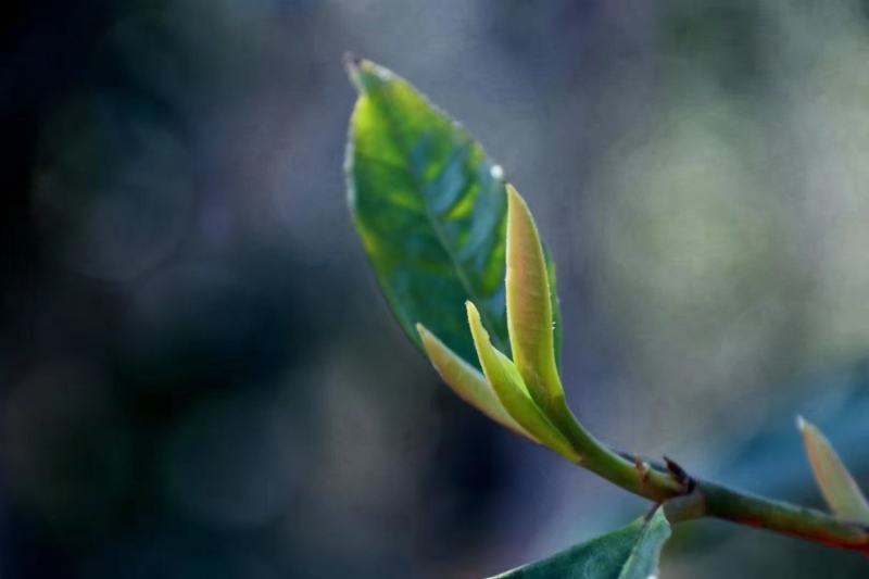 普洱茶