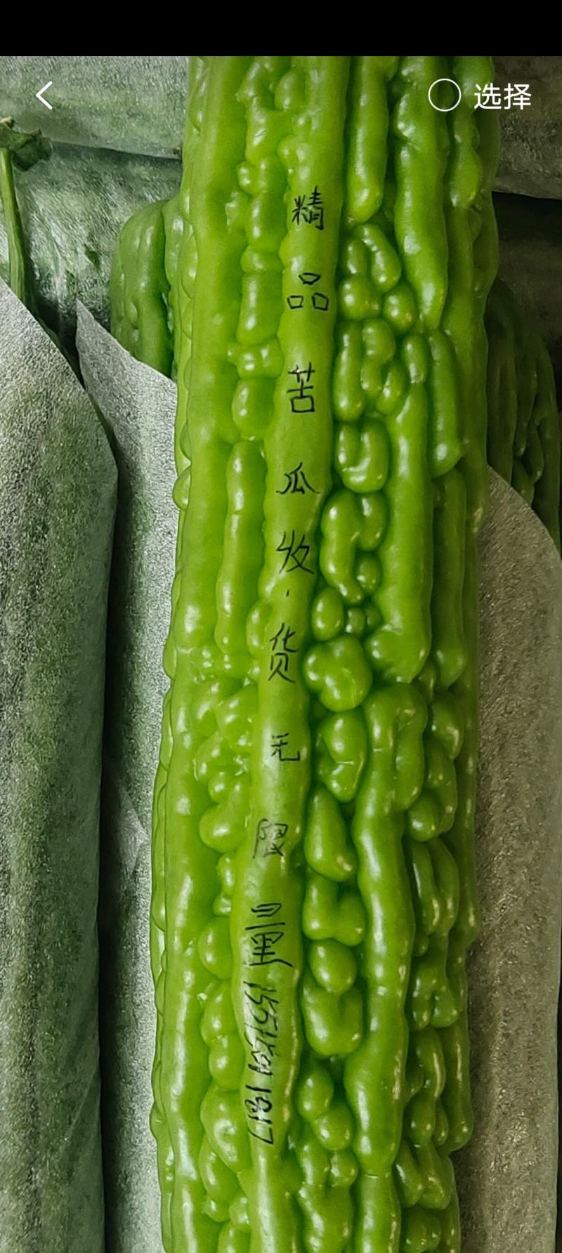 河南省滑县四间镇潘寨村露天苦瓜，颜色深绿油亮，商品性极强