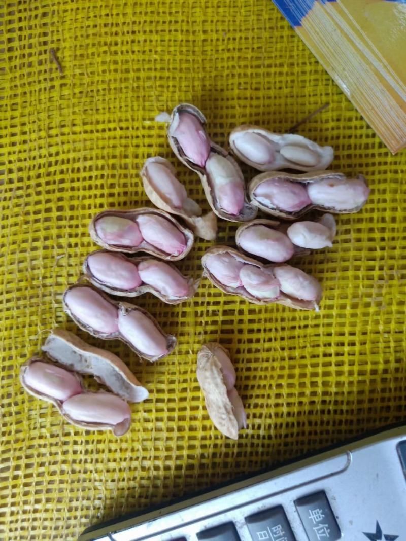 河南开封鲜花生白沙果，带壳湿花生大量批发市场电商加工厂