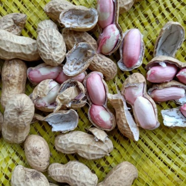 河南开封鲜花生白沙果，带壳湿花生大量批发市场电商加工厂