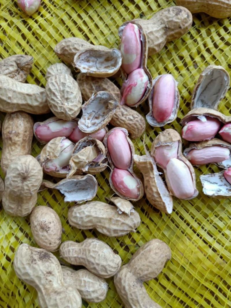 河南开封鲜花生白沙果，带壳湿花生大量批发市场电商加工厂