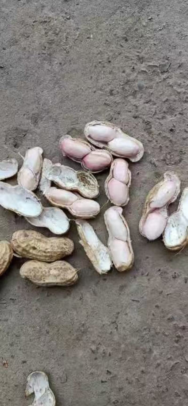 河南开封鲜花生白沙果，带壳湿花生大量批发市场电商加工厂