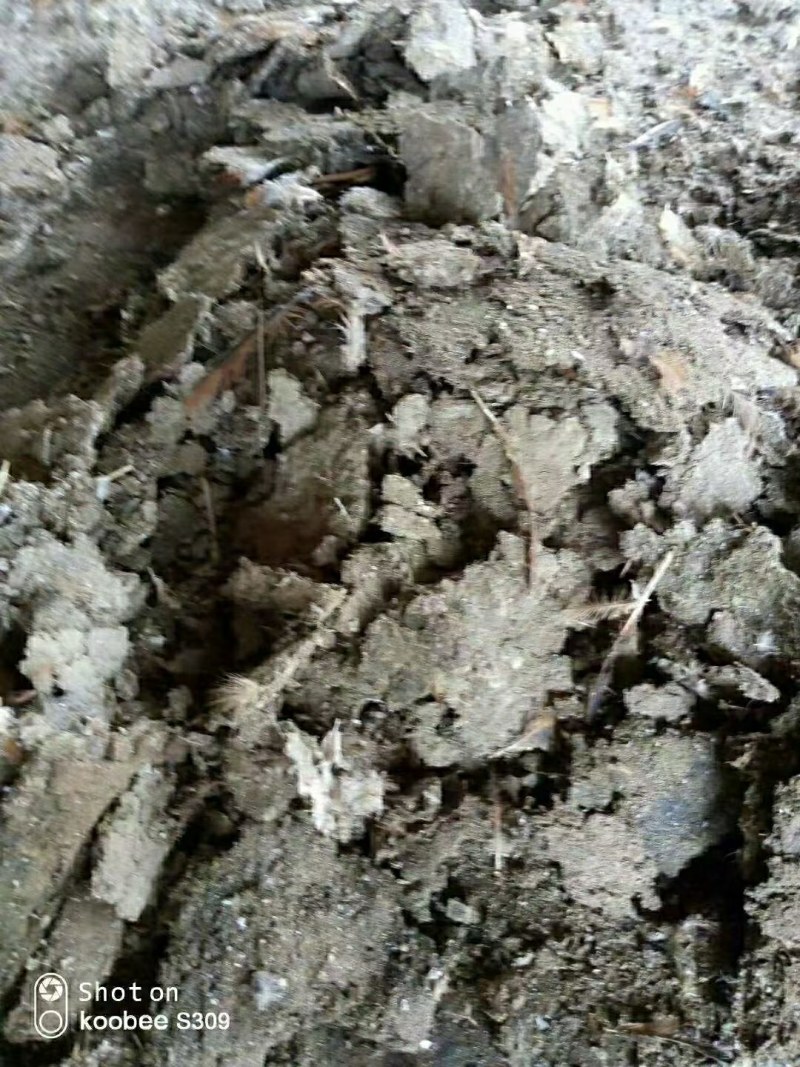 纯鸡粪