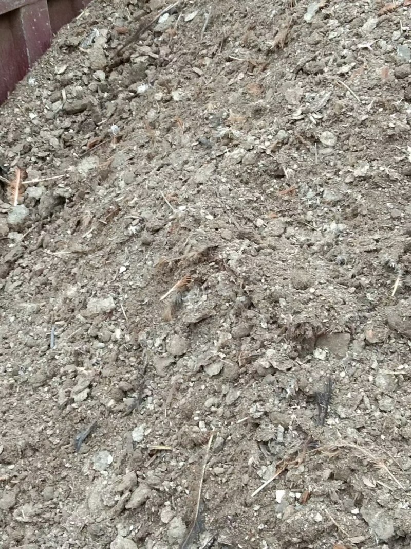 纯鸡粪