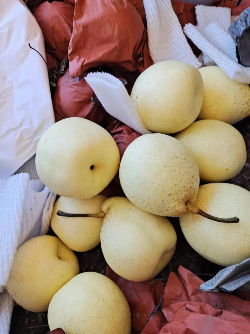 河北泊头鸭梨水晶鸭梨三层原装袋鸭梨大量上市量大从优