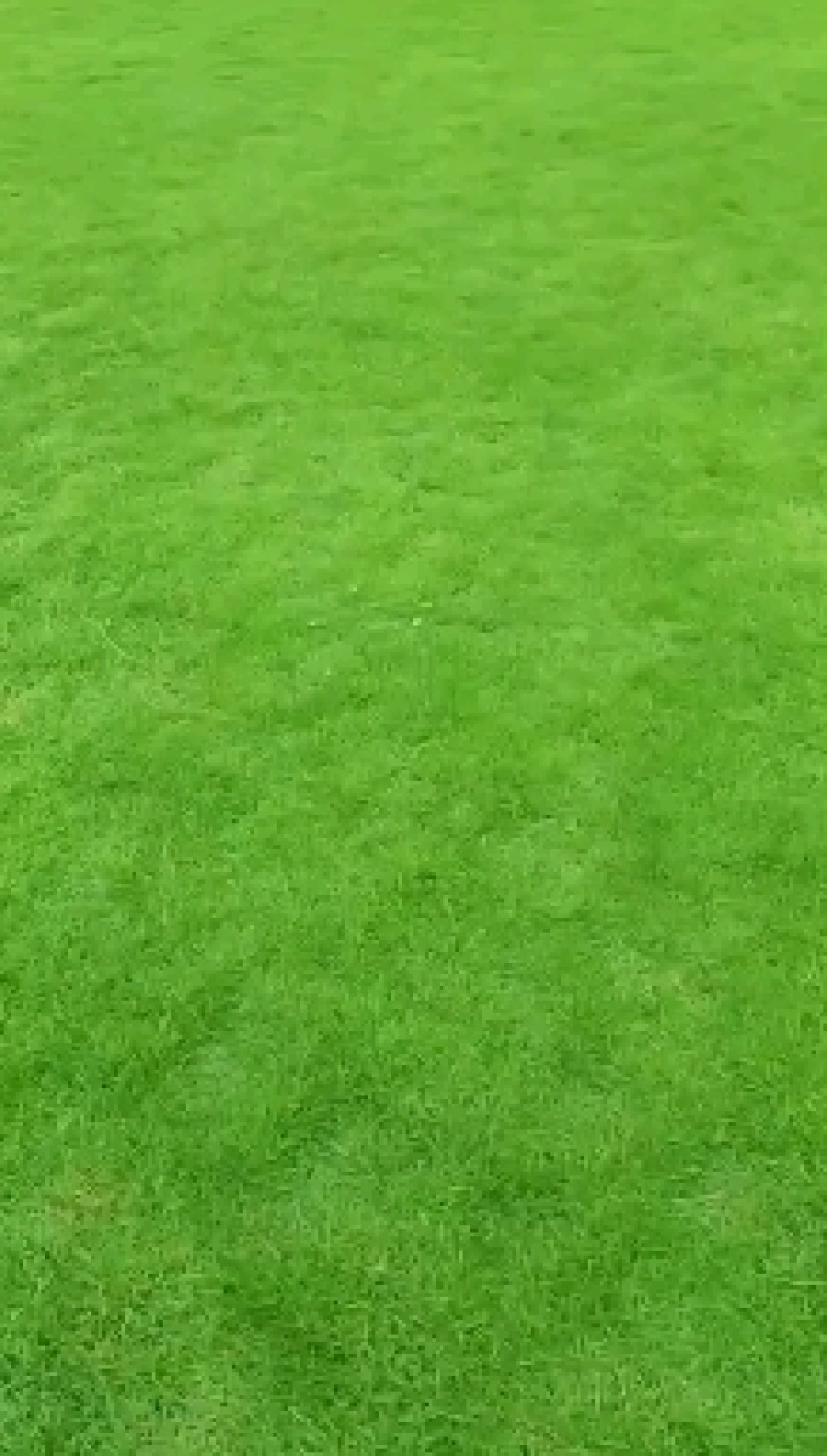 清远草场，台湾青，马尼拉草皮，大叶油草，大量上市，