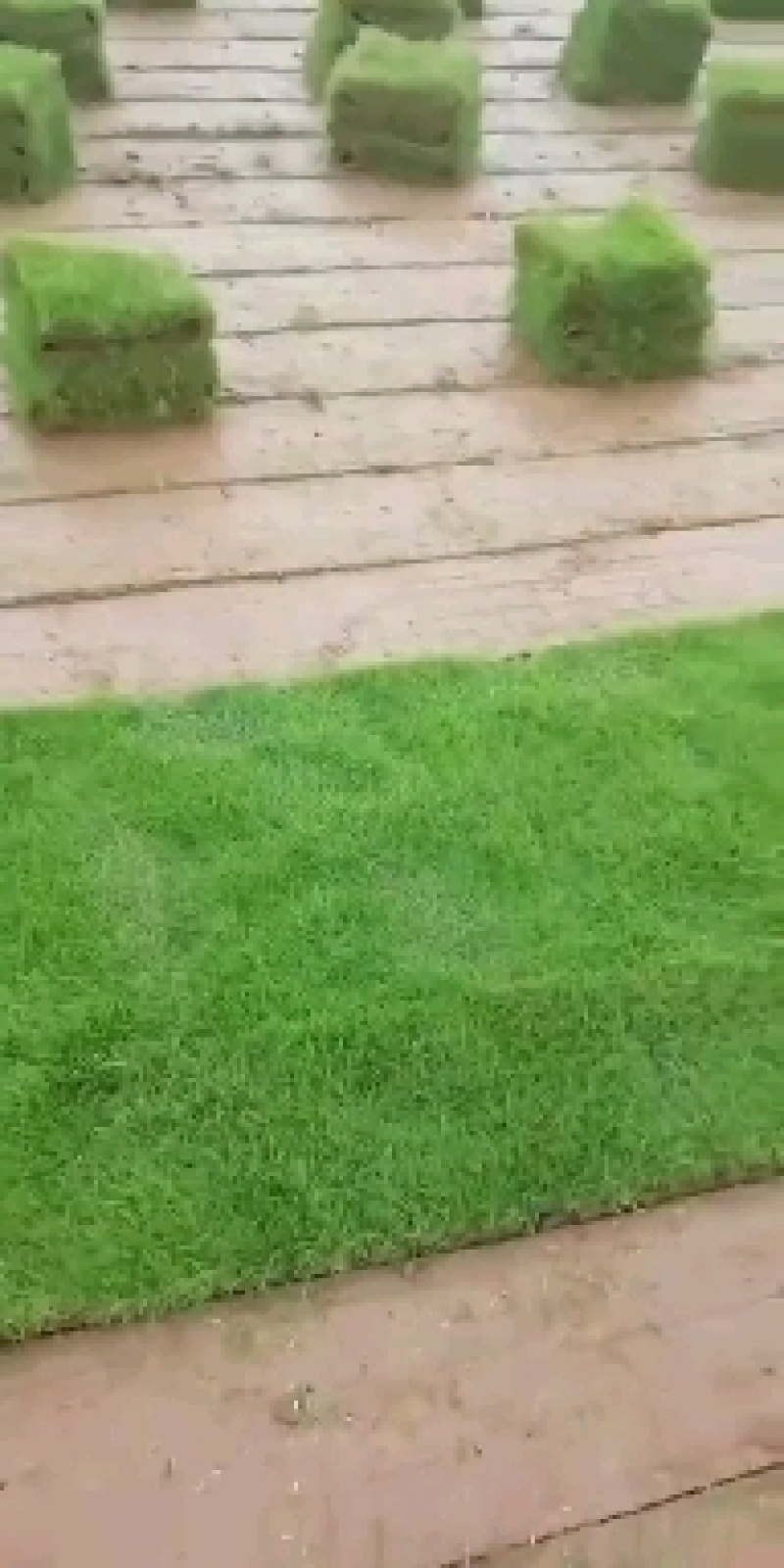 清远草场，台湾青，马尼拉草皮，大叶油草，大量上市，