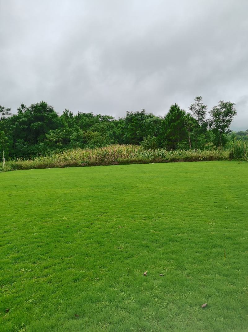 清远草场，台湾青，马尼拉草皮，大叶油草，大量上市，