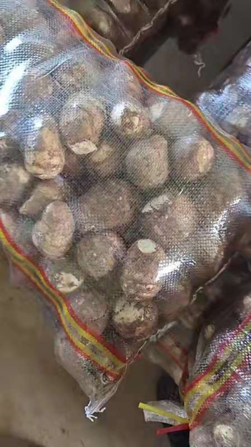 优质芋头8520芋头大量上市一手货源，保证质量全国发