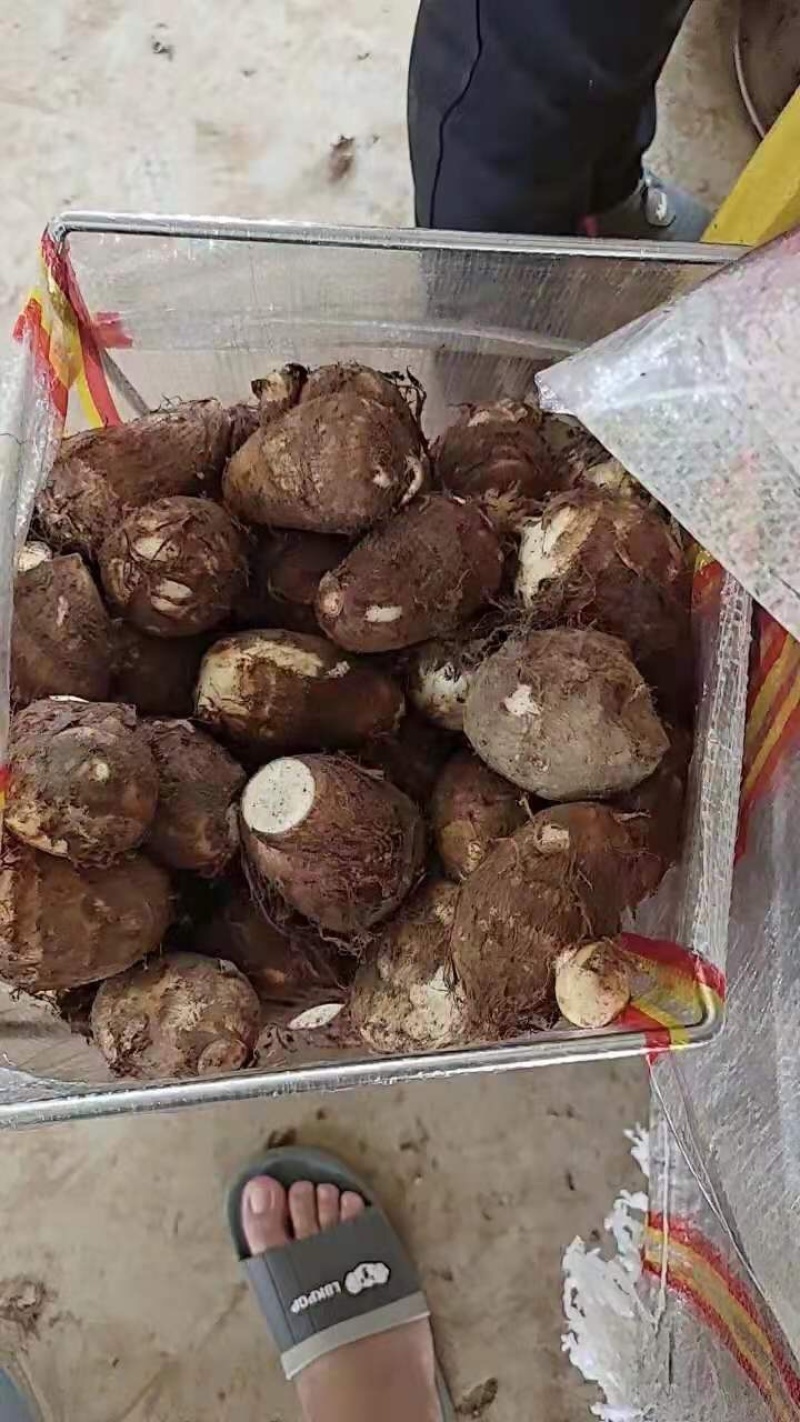 优质芋头8520芋头大量上市一手货源，保证质量全国发