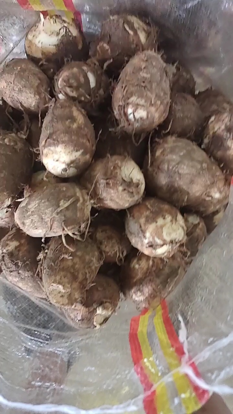 优质芋头8520芋头大量上市一手货源，保证质量全国发