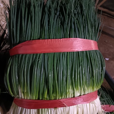 小葱白葱黑葱红葱小香葱产地直供实力代收，货源充足