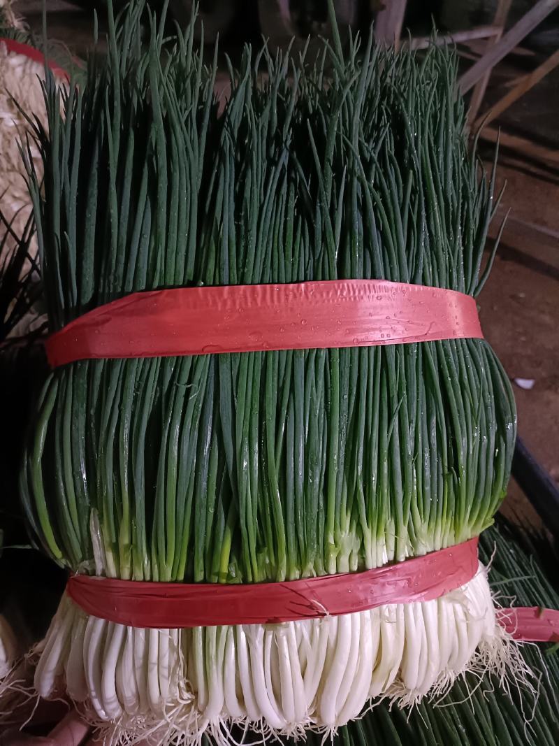 小葱白葱黑葱红葱小香葱产地直供实力代收，货源充足