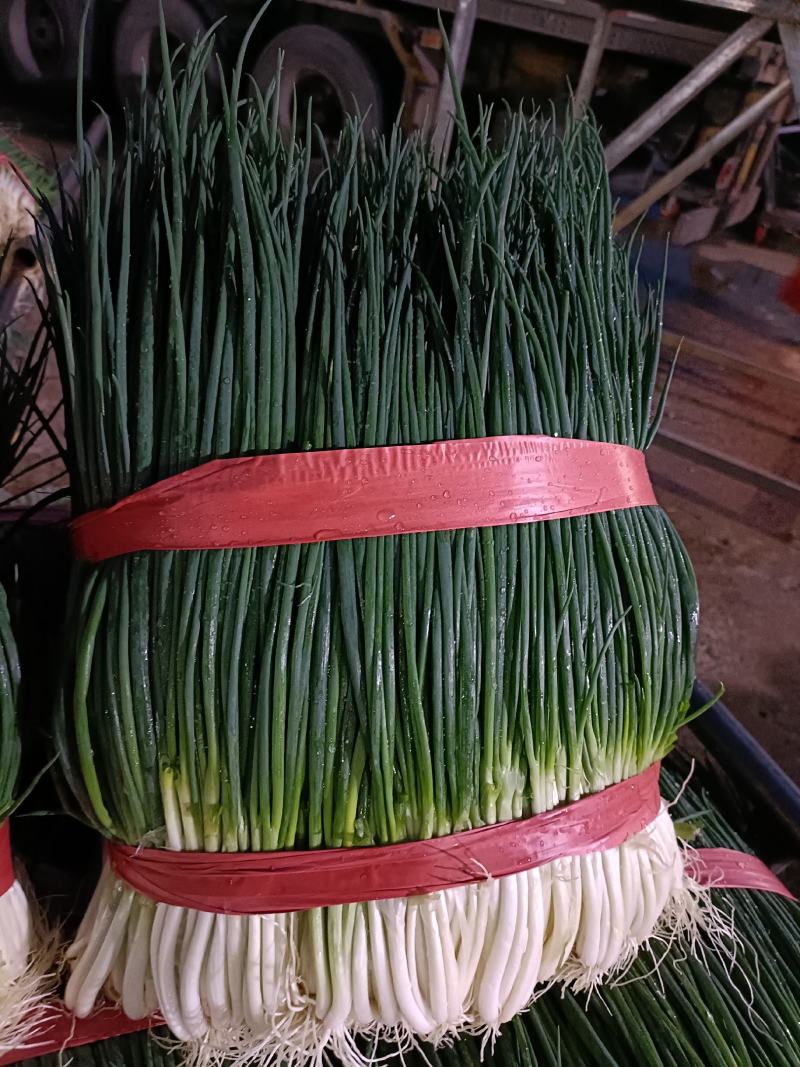 小葱白葱黑葱红葱小香葱产地直供实力代收，货源充足