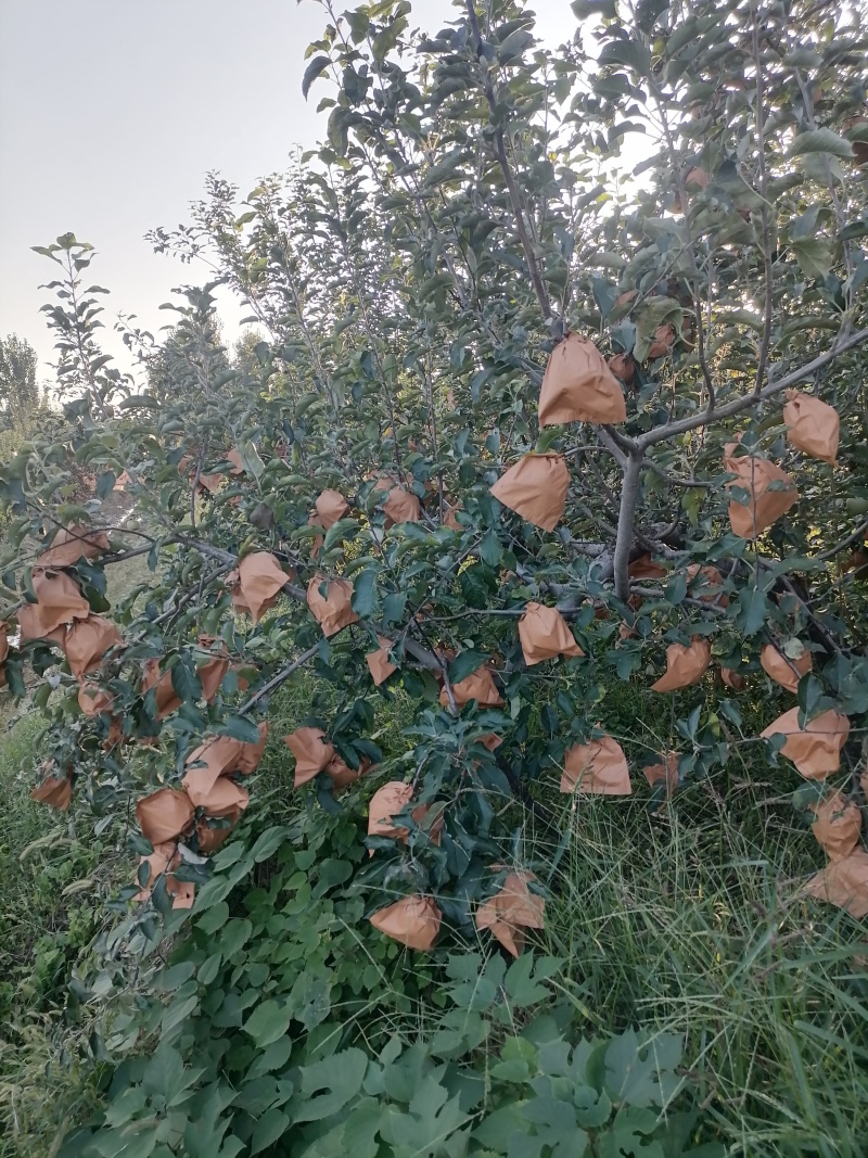 苹果袋各种水果袋规格齐全量大从优品质保证欢迎老板电话联系